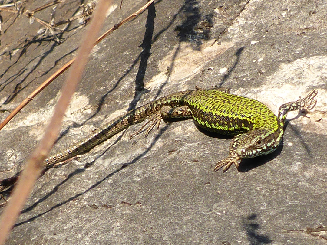 Wall lizard