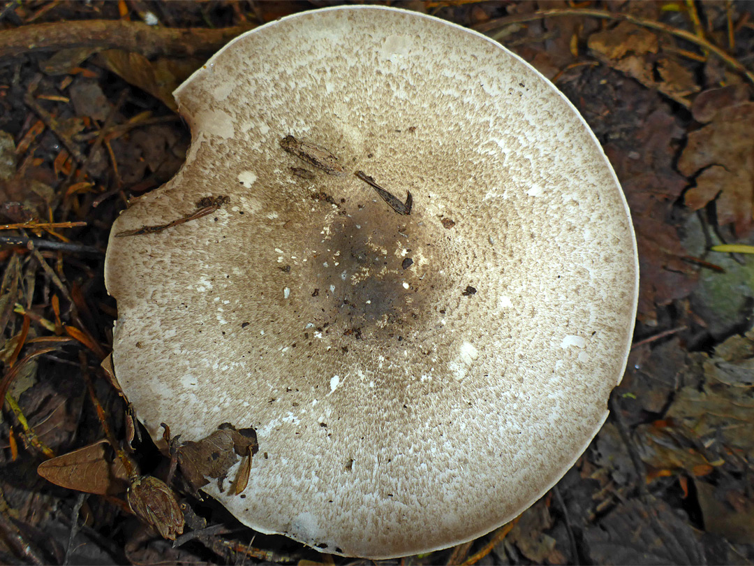 Felt-ringed agaricus