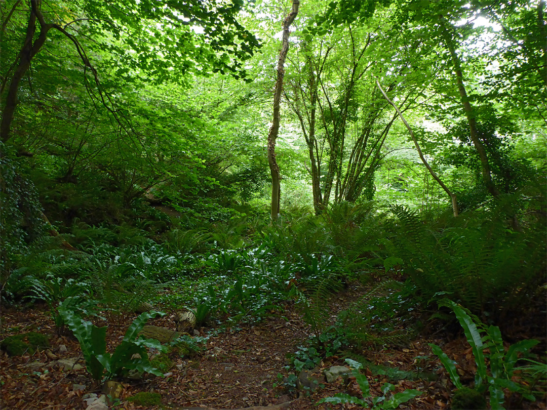 Ferns