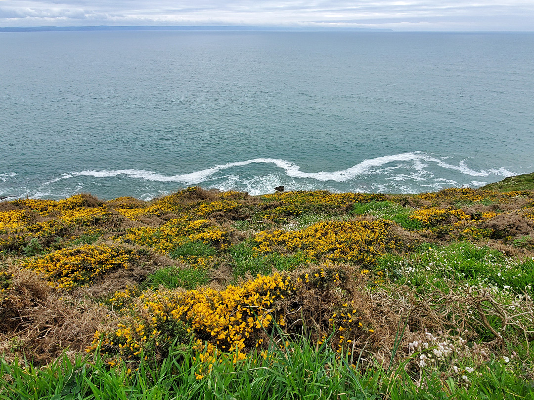 Gorse