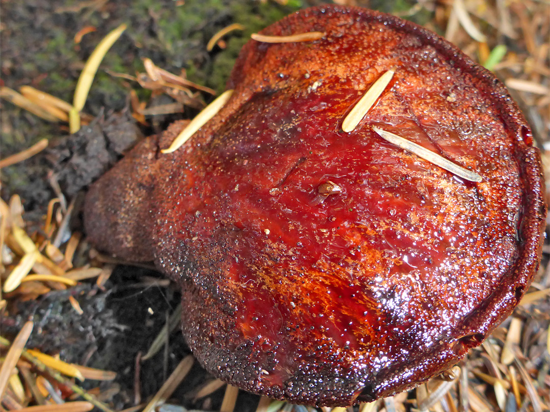 Beefsteak fungus