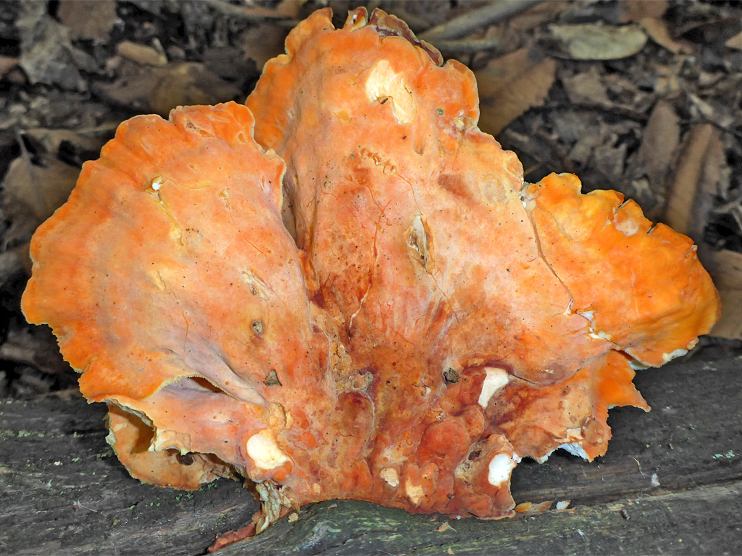 Chicken of the woods