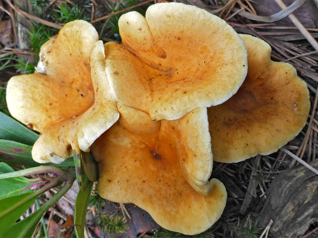 False chanterelle