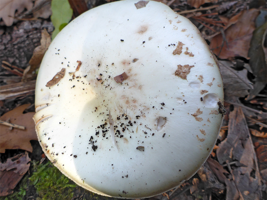 False deathcap