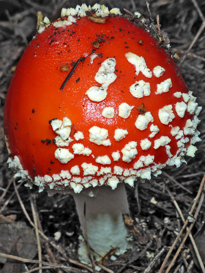 Fly agaric