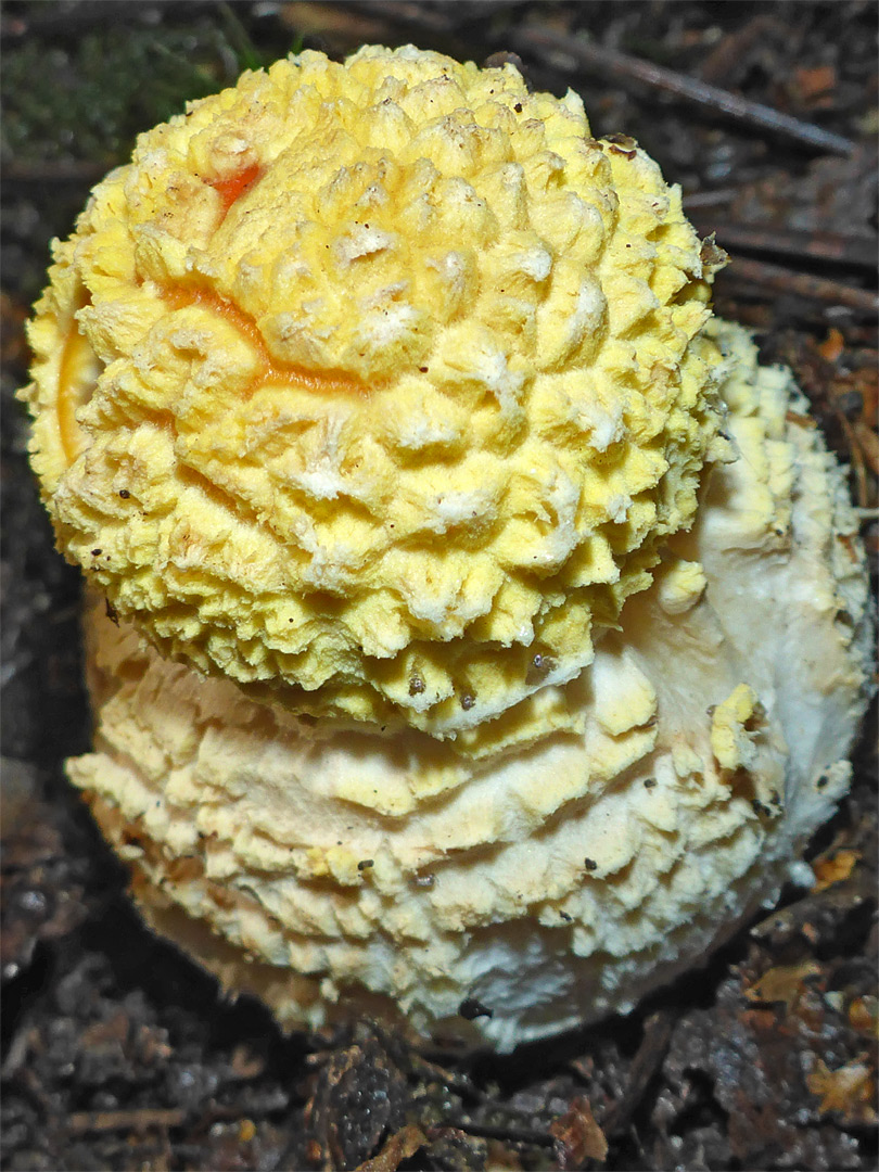 Fly agaric - early form