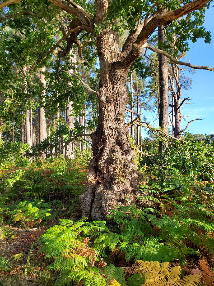 Ancient oak