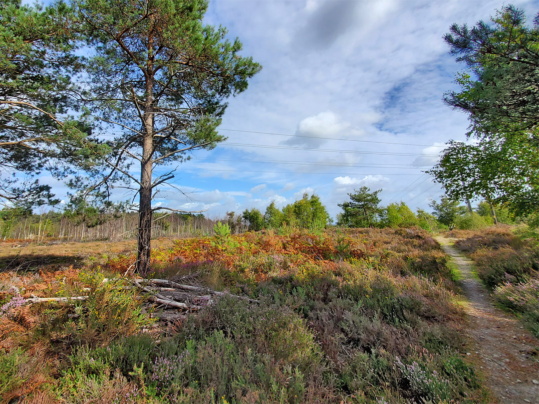 Path through the heath