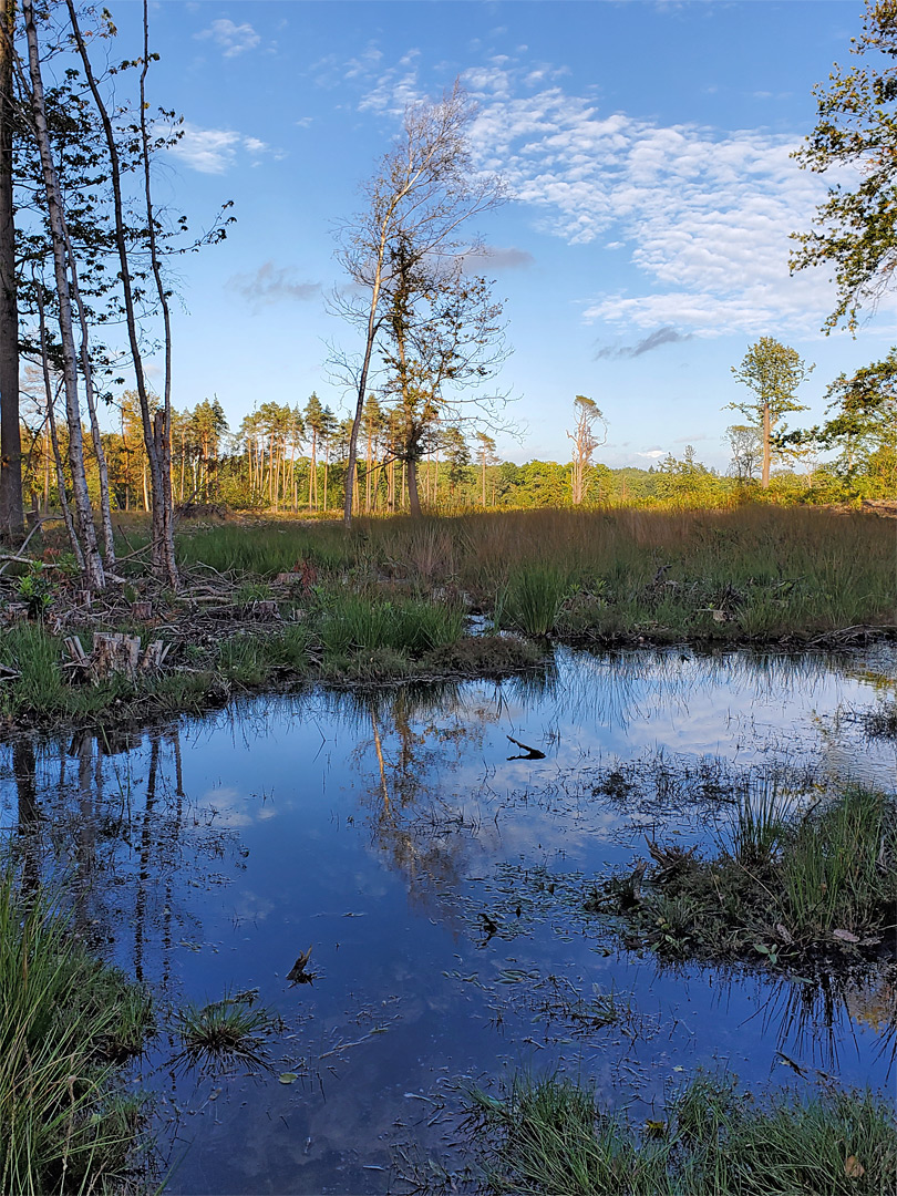 Boggy pool