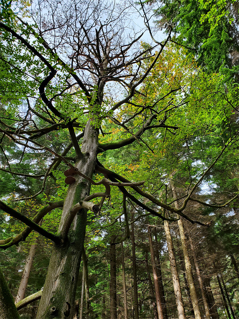 Leafless tree