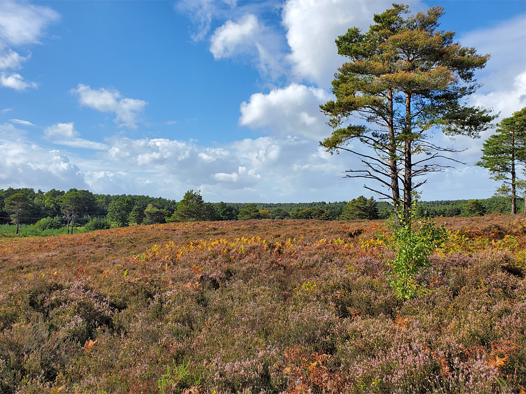 Isolated trees