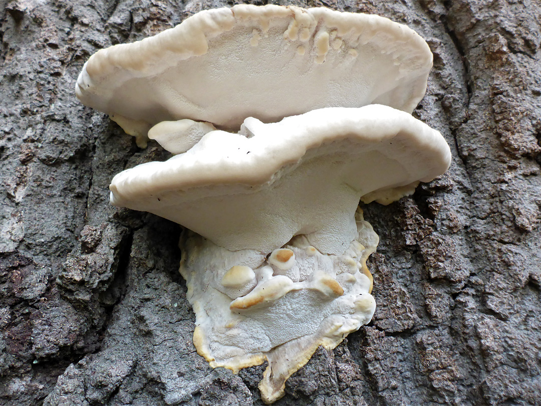 White cheese polypore