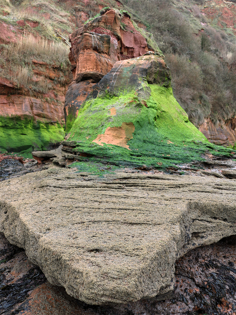 Barnacle-covered rock