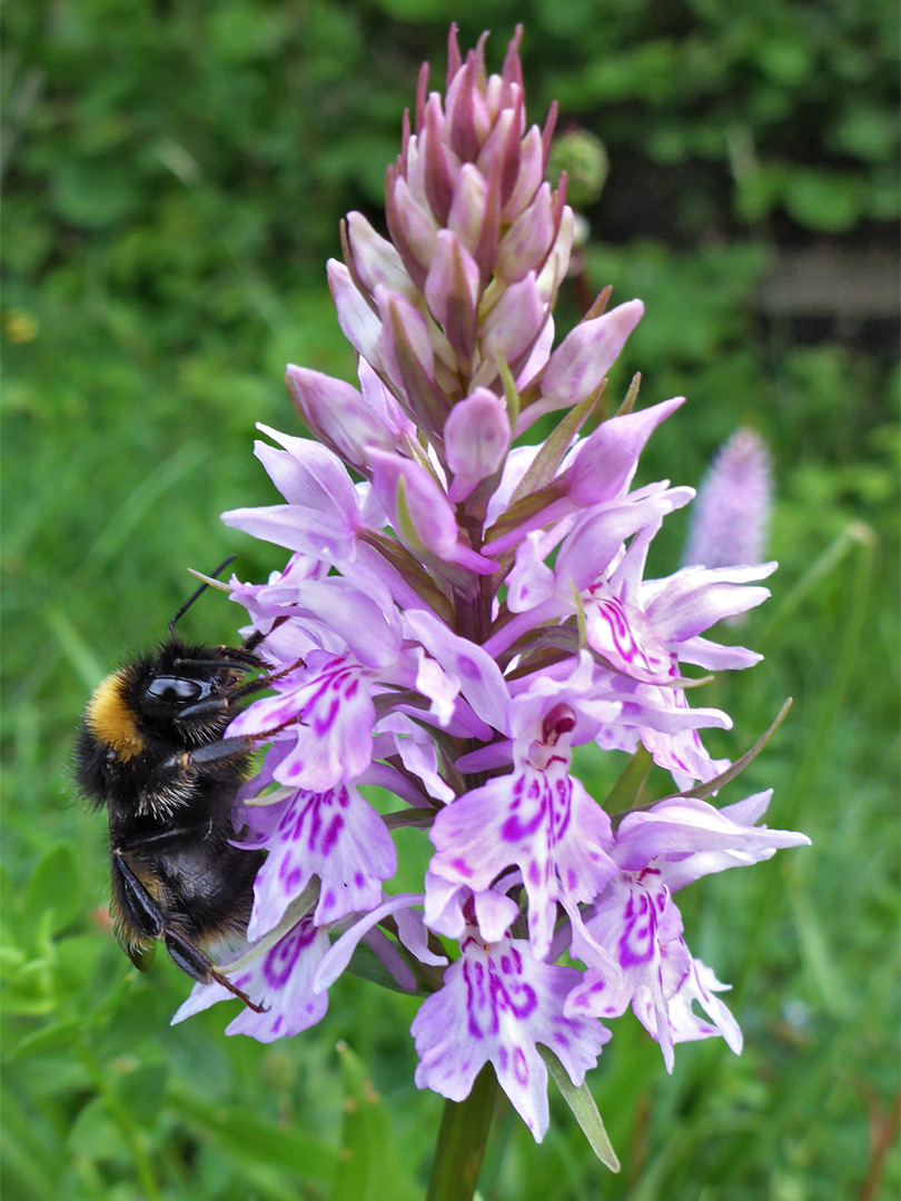 Common spotted orchid