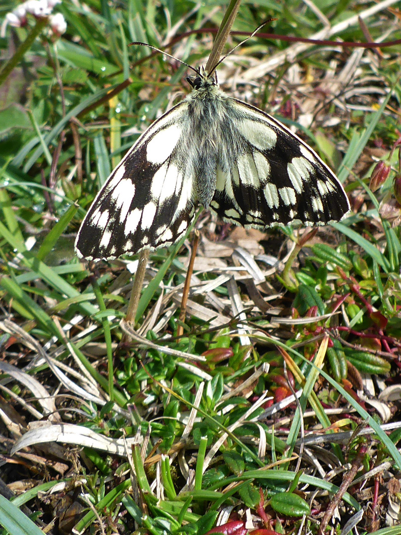 Marbled white