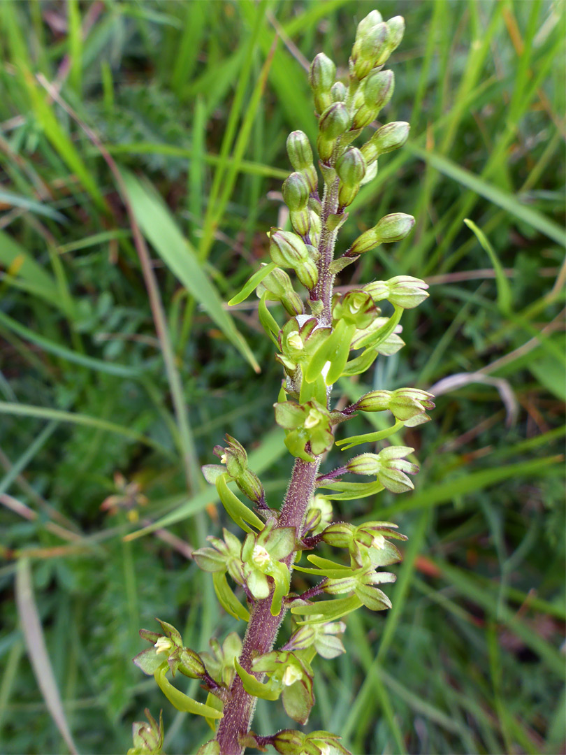 Common twayblade