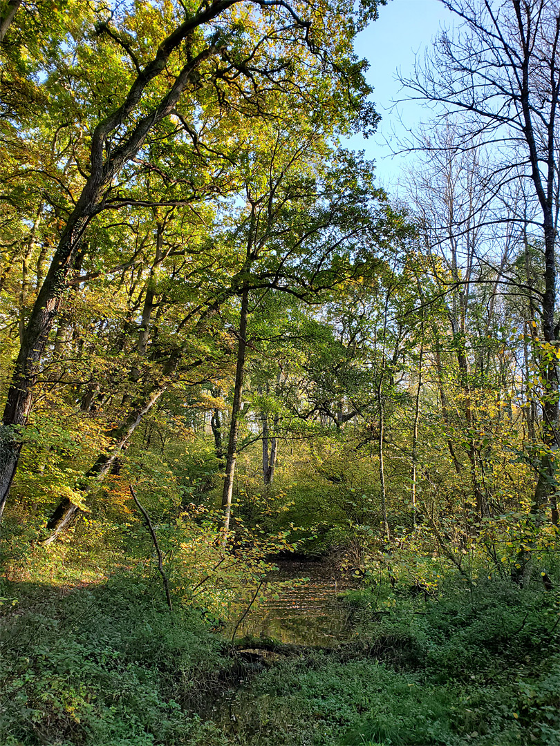 Trees by the canal