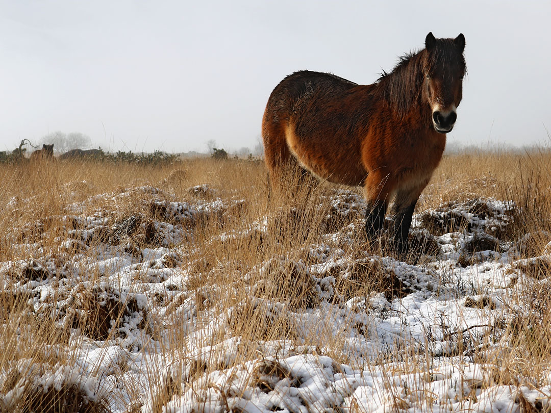 Wild horse