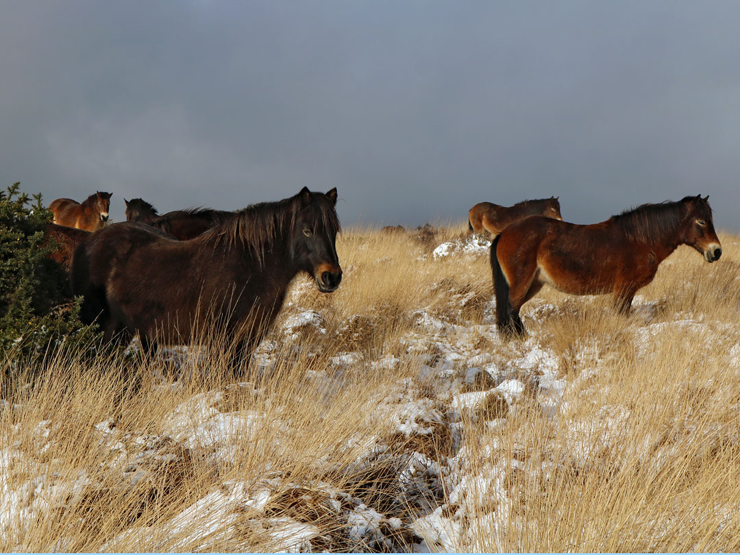 Group of horses