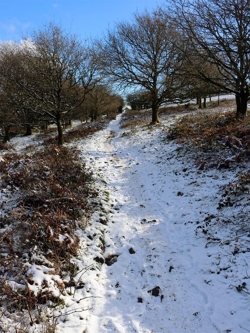 Snowy path