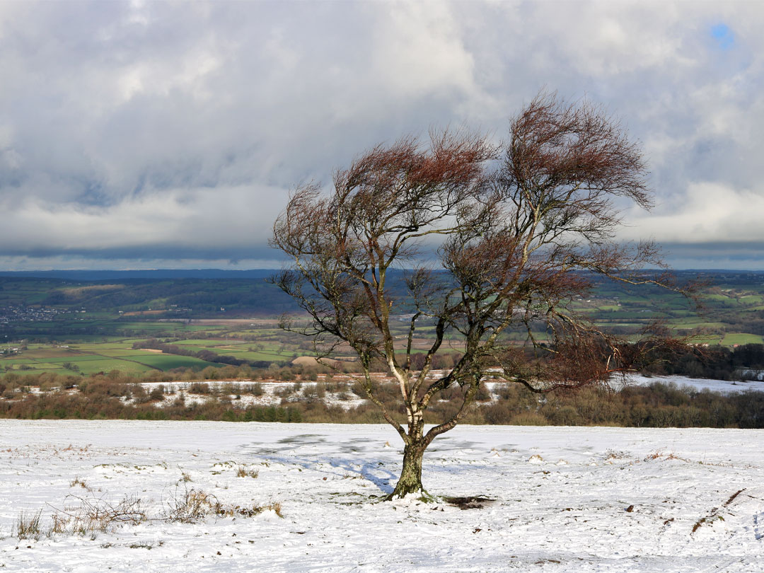 Isolated tree