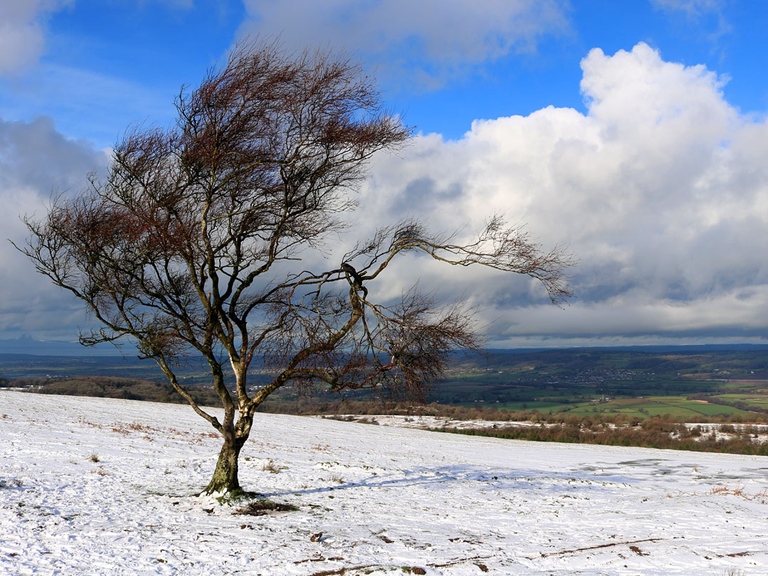 Tree and snow