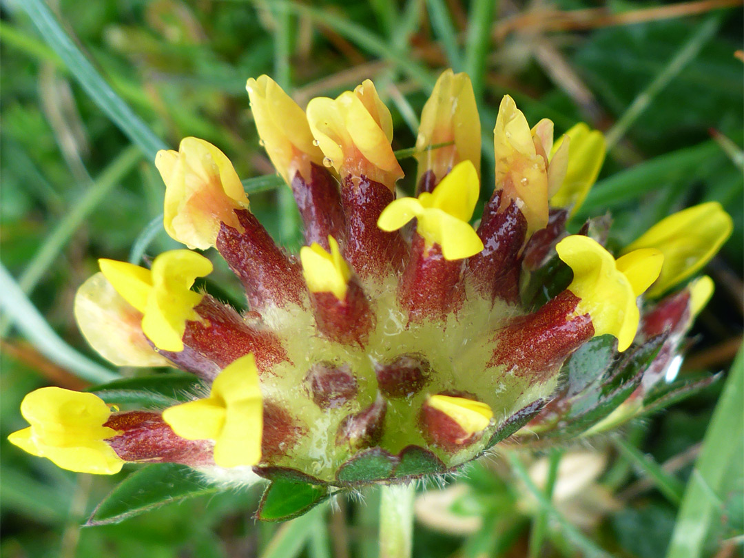 Kidney vetch