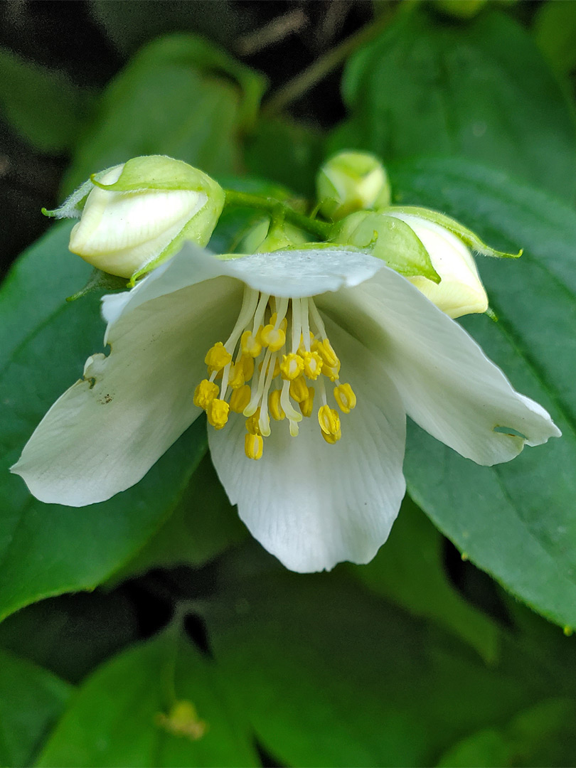 Mock orange