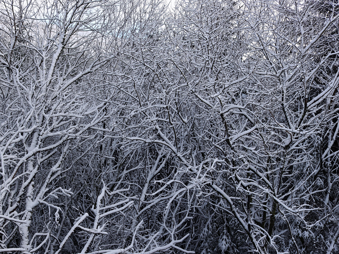 Snow-covered branches
