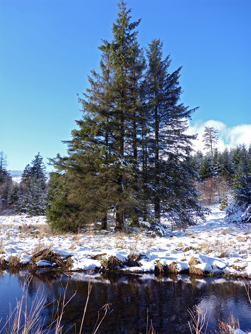 Group of trees