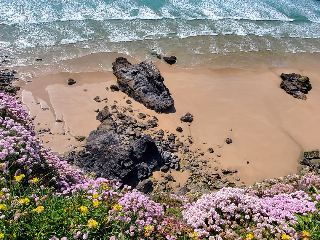 Sea thrift