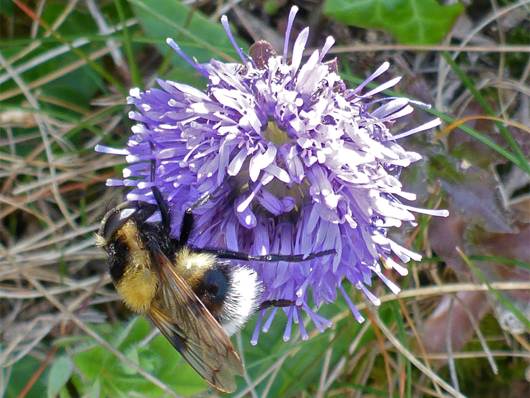 Bee on scabious flower