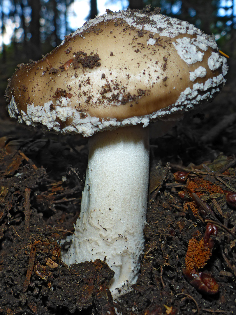 Amanita