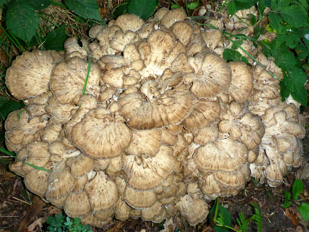 Giant polypore