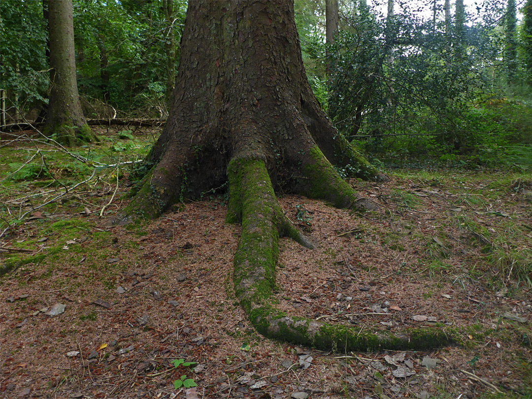 Curving root