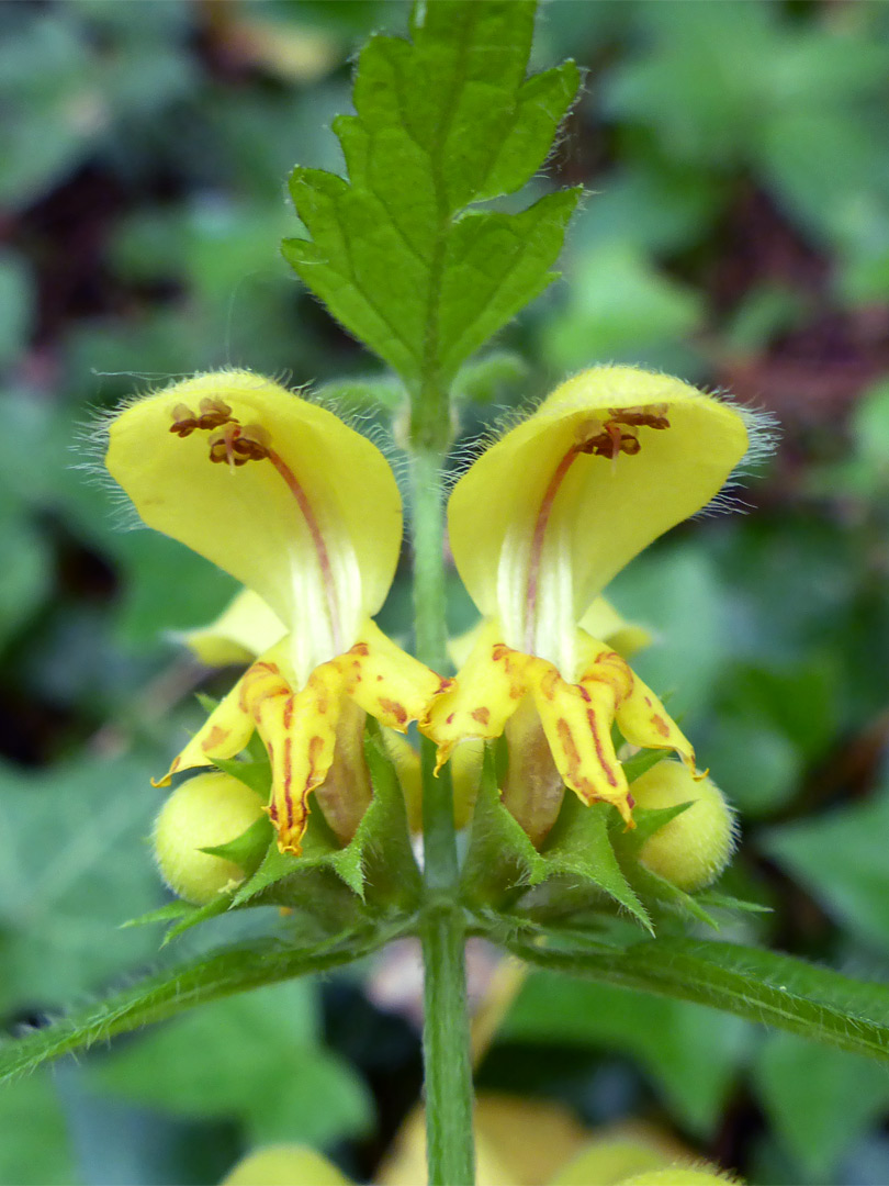 Yellow archangel