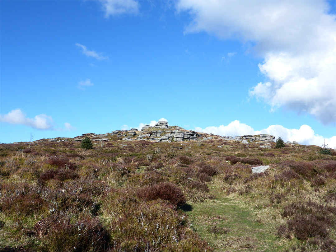 Gorse and heather