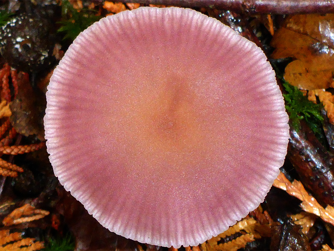 Amethyst deceiver