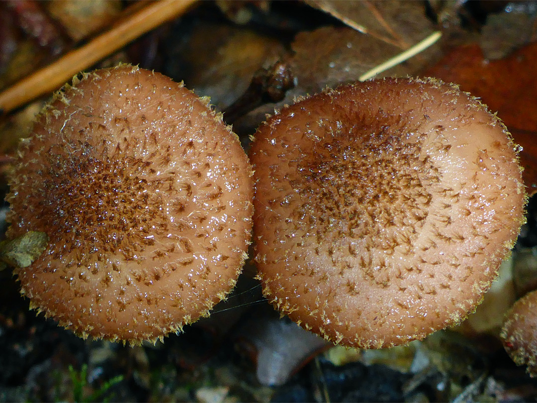 Bulbous honey fungus