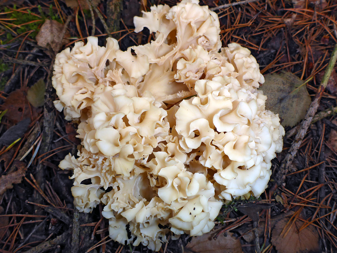 Cauliflower fungus