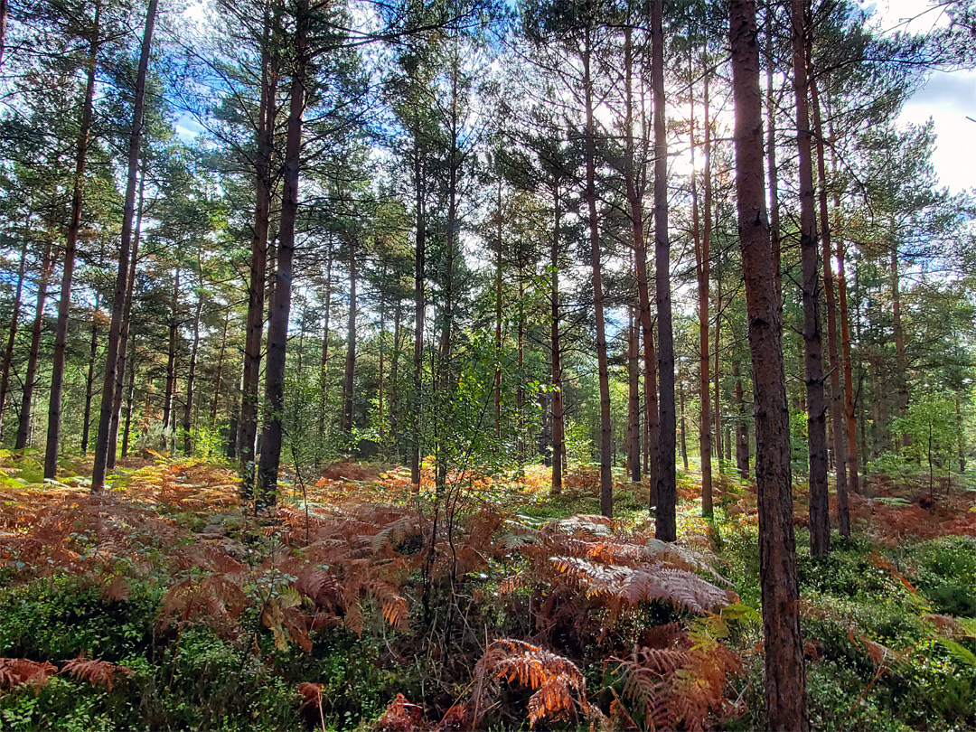 Conifers and ferns