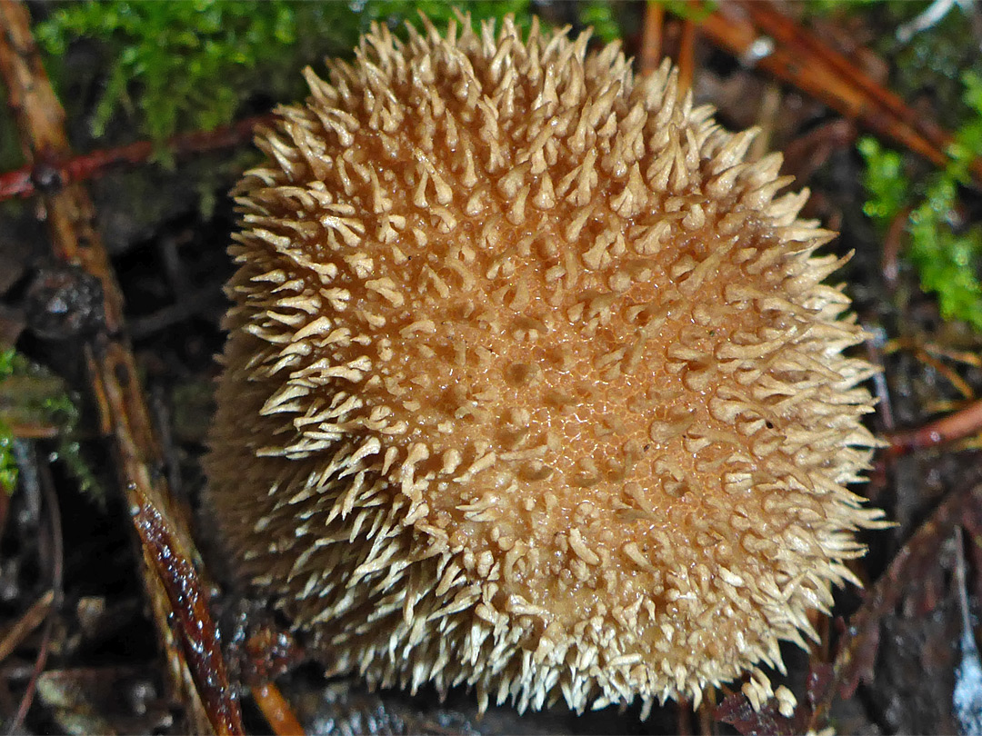 Dusky puffball