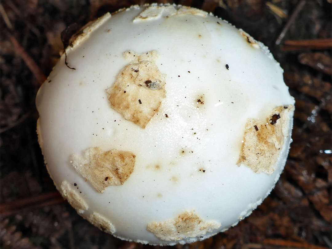 False death cap