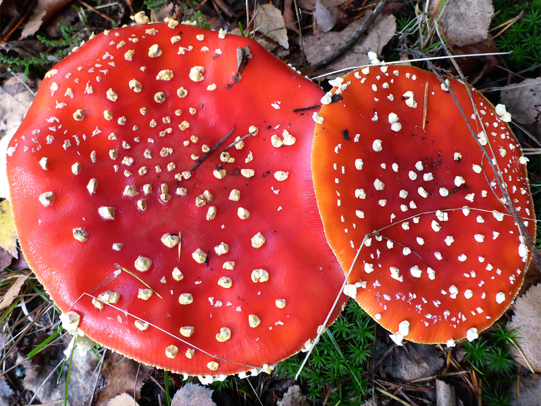 Fly agaric