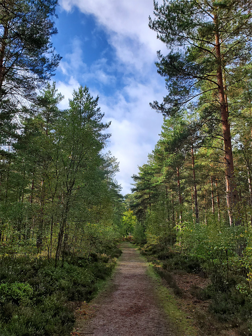 Track through conifers