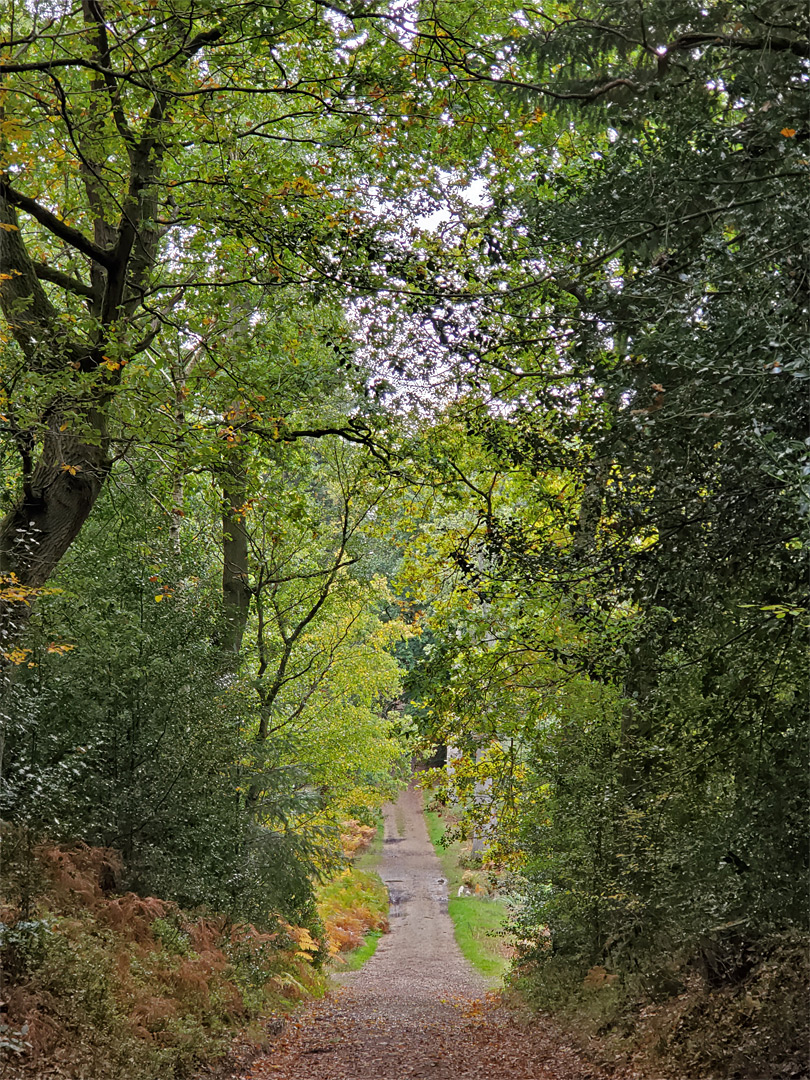 Forest track