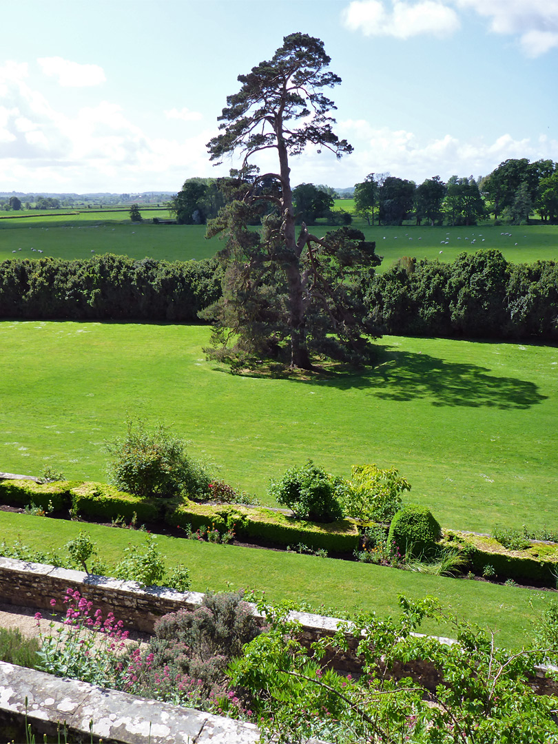 Culloden pine