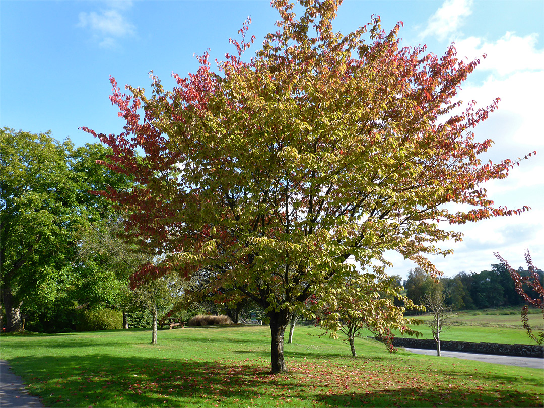 Tree at the parking area