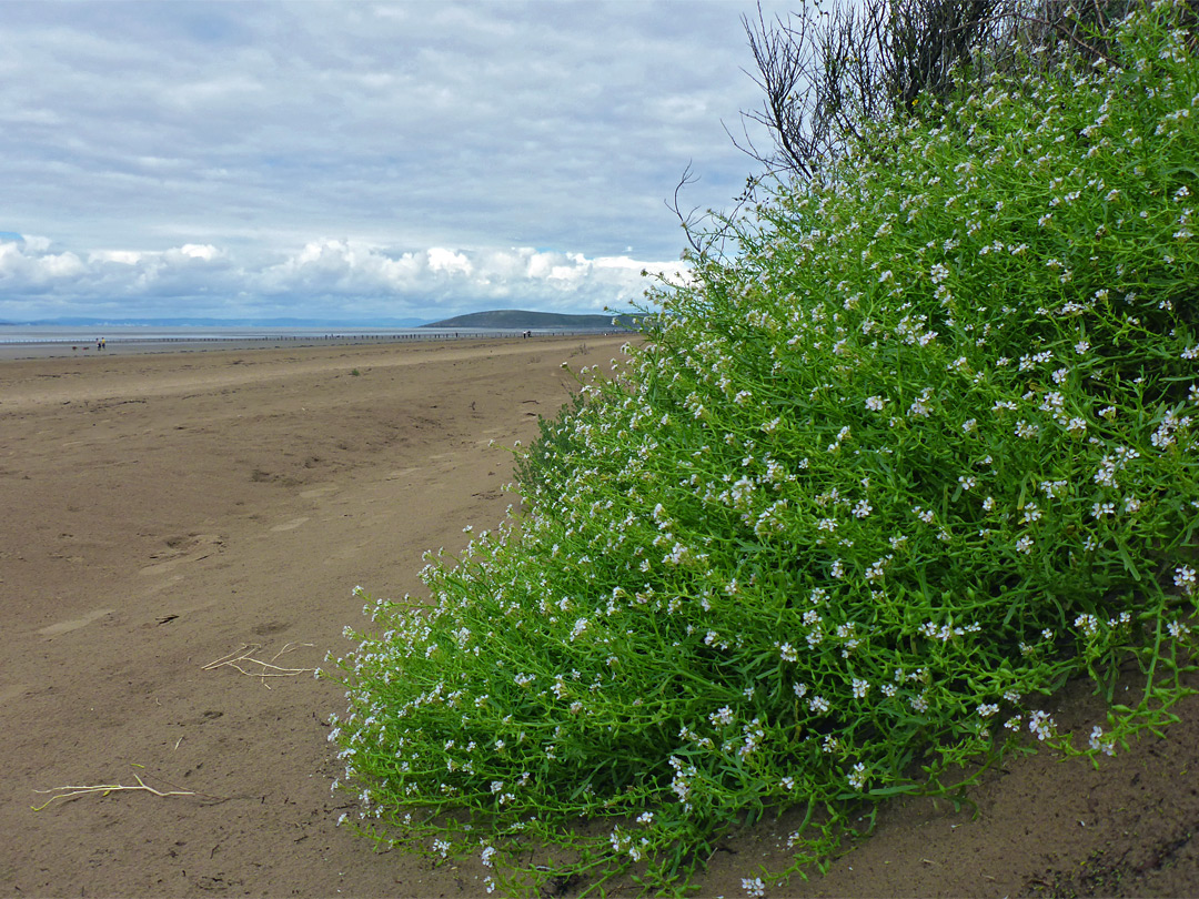 Sea rocket by the beach