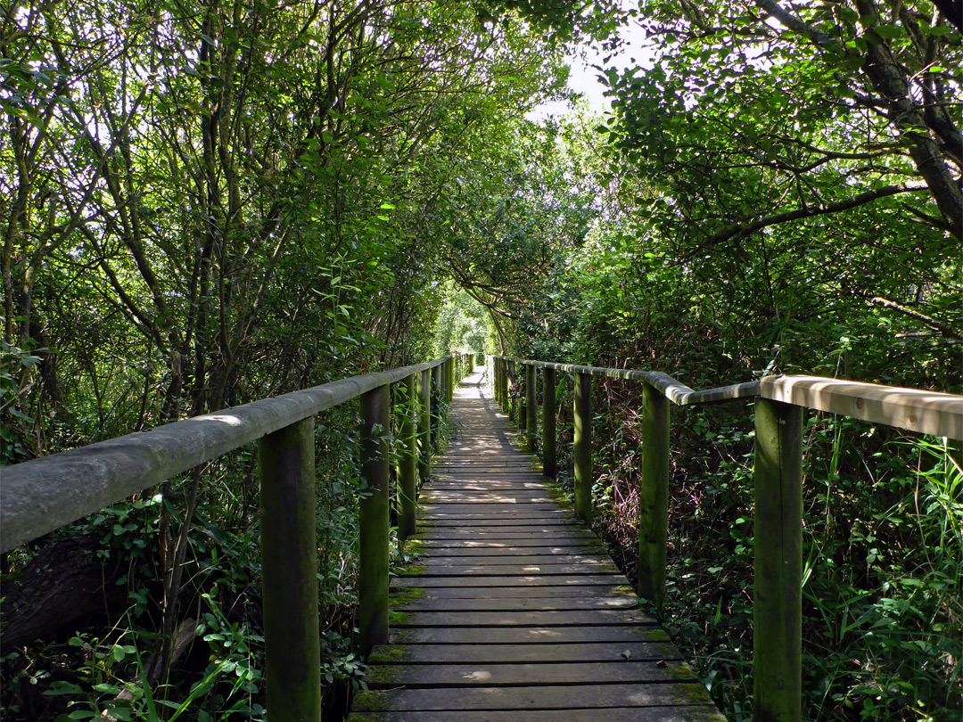 Boardwalk path